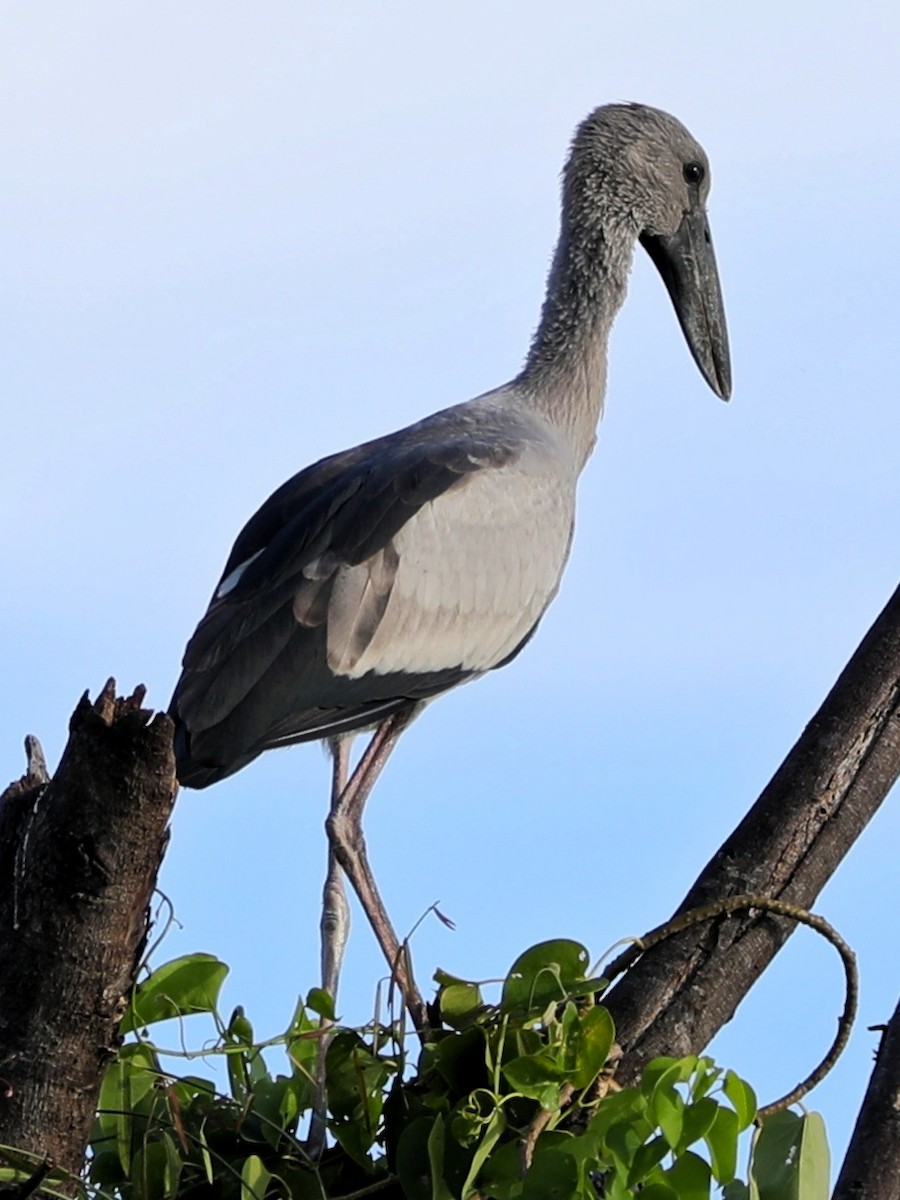 Asian Openbill - ML363838361