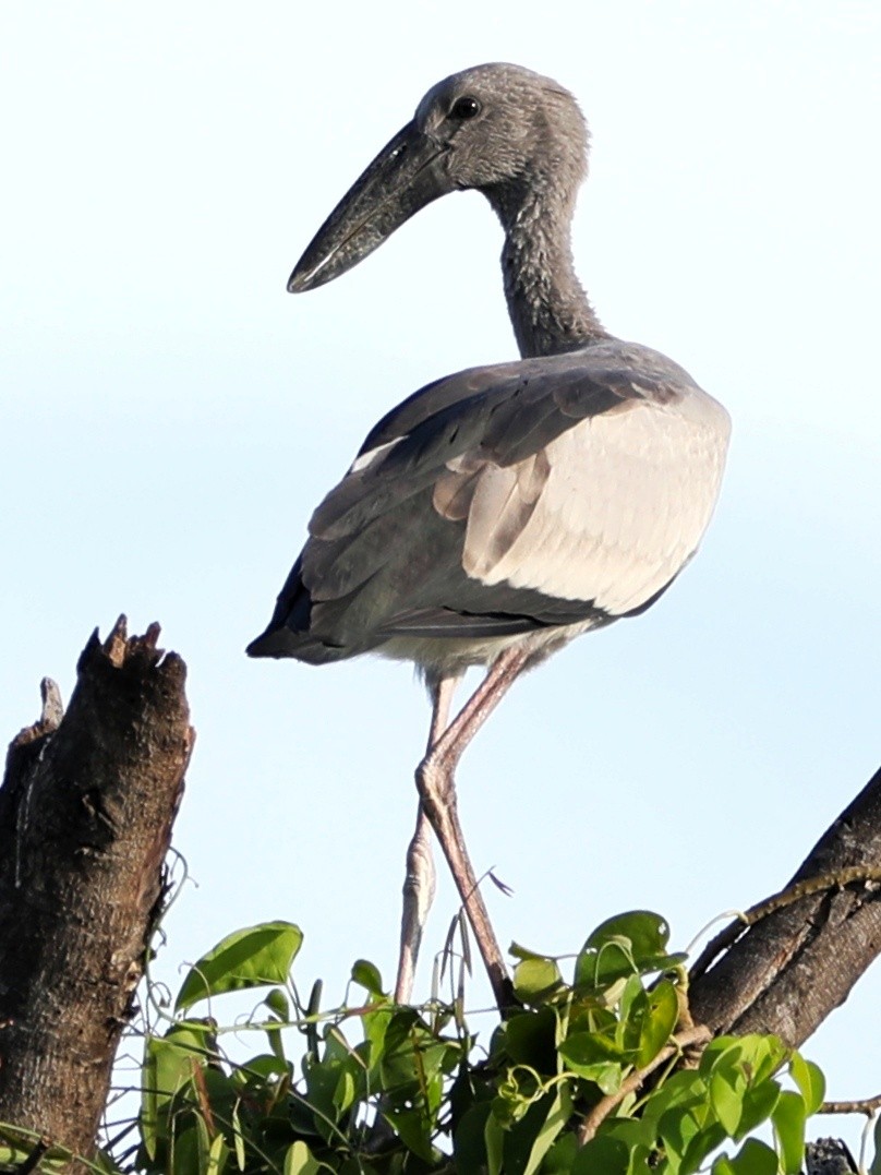 Asian Openbill - ML363838371