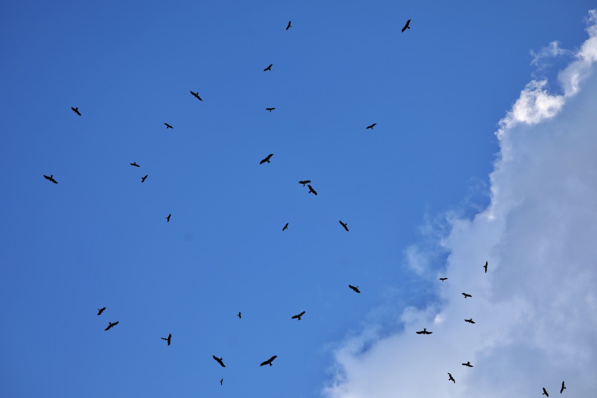 Black Kite - ML363838391