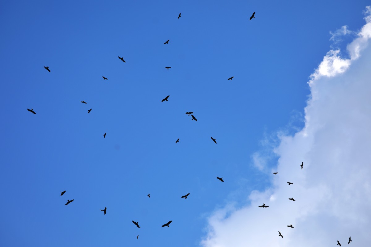 Black Kite - ML363838401