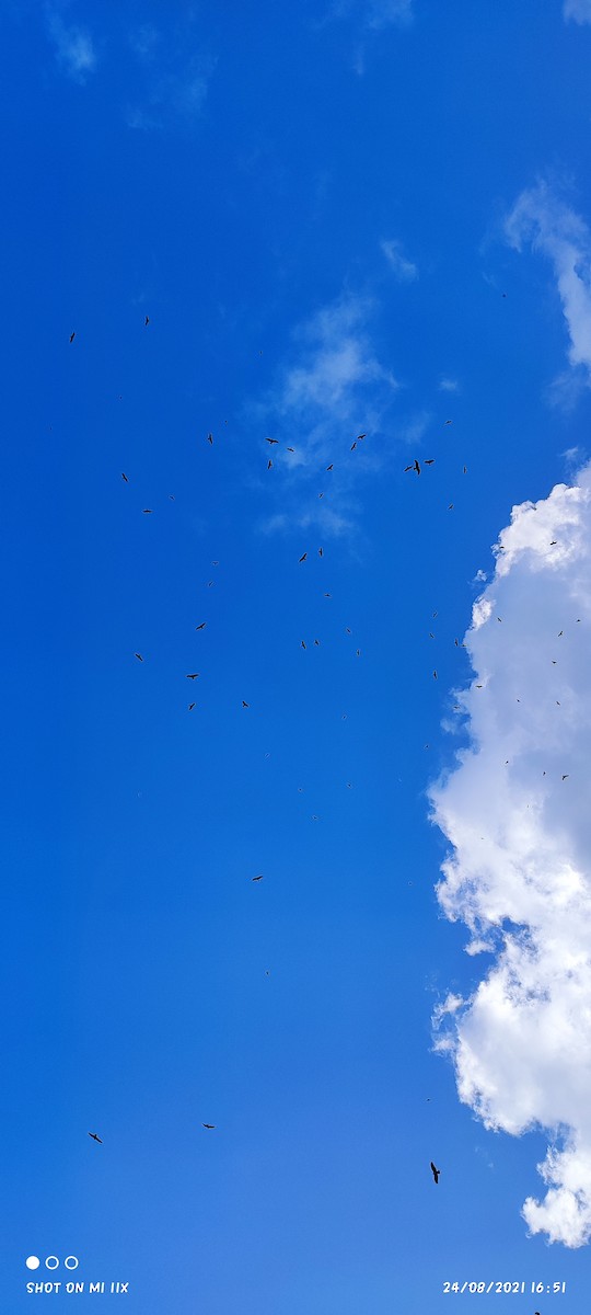 Black Kite - ML363838441