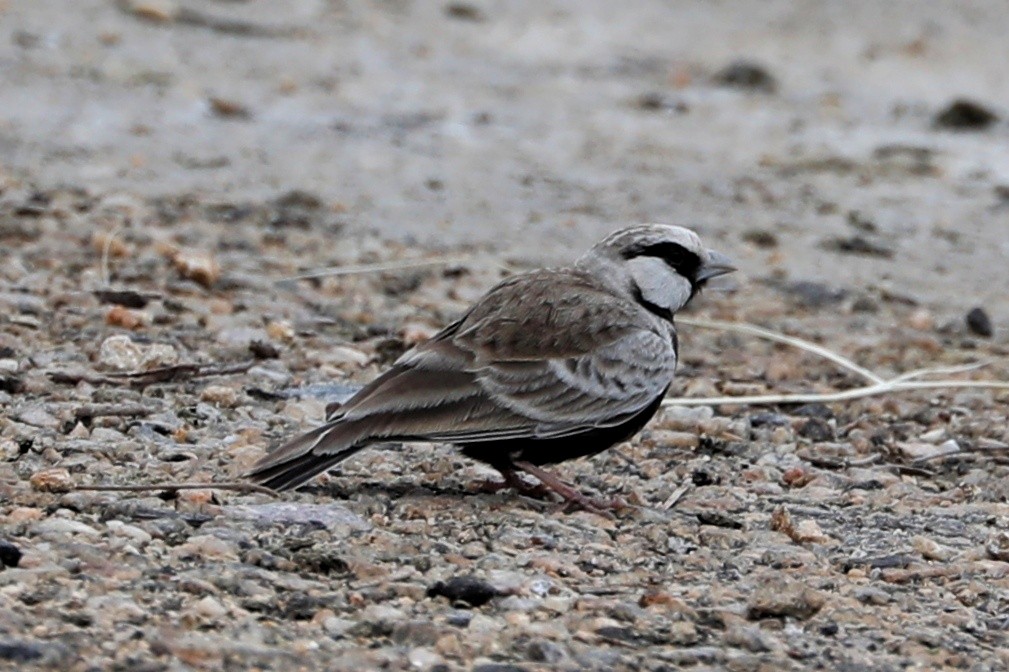 Ashy-crowned Sparrow-Lark - ML363838501