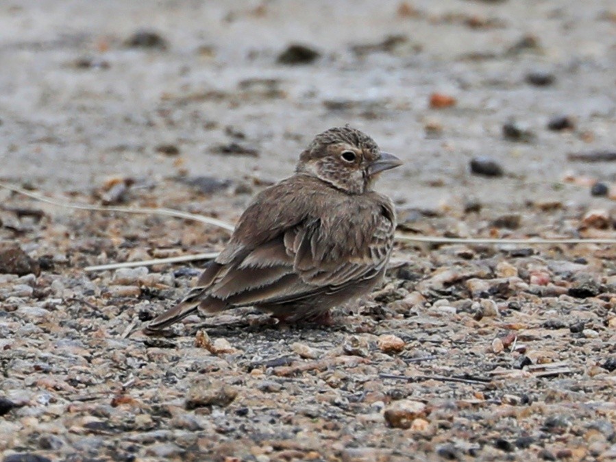 Ashy-crowned Sparrow-Lark - ML363838511