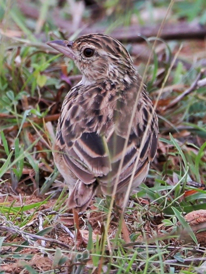 Jerdon's Bushlark - ML363838521