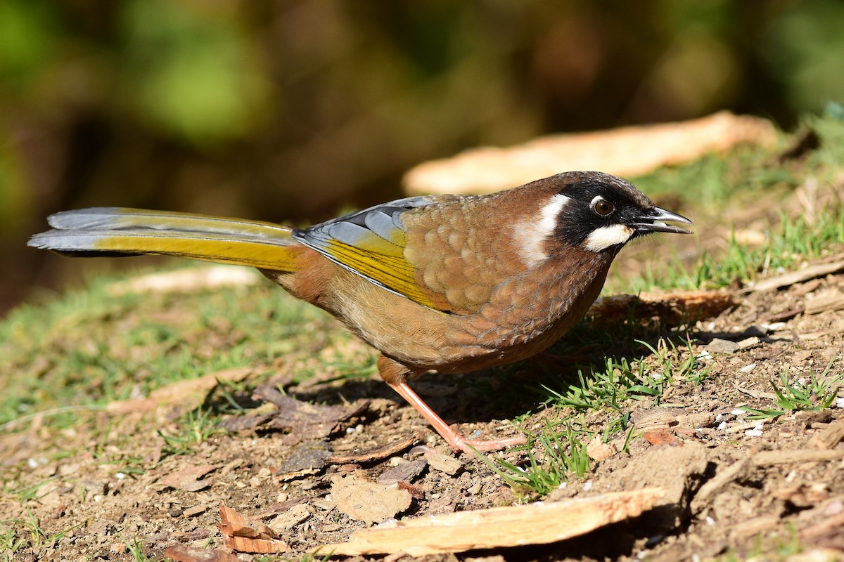 Black-faced Laughingthrush - Ajoy Kumar Dawn