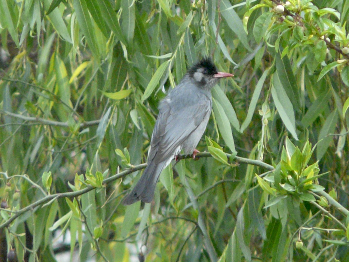 Black Bulbul - Peter Kaestner