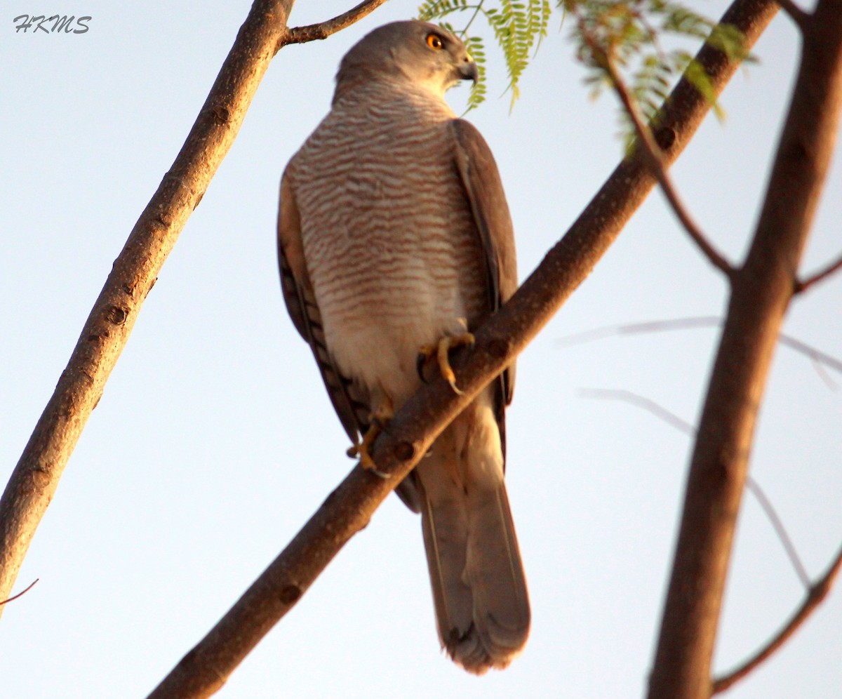 Shikra - ML363839201