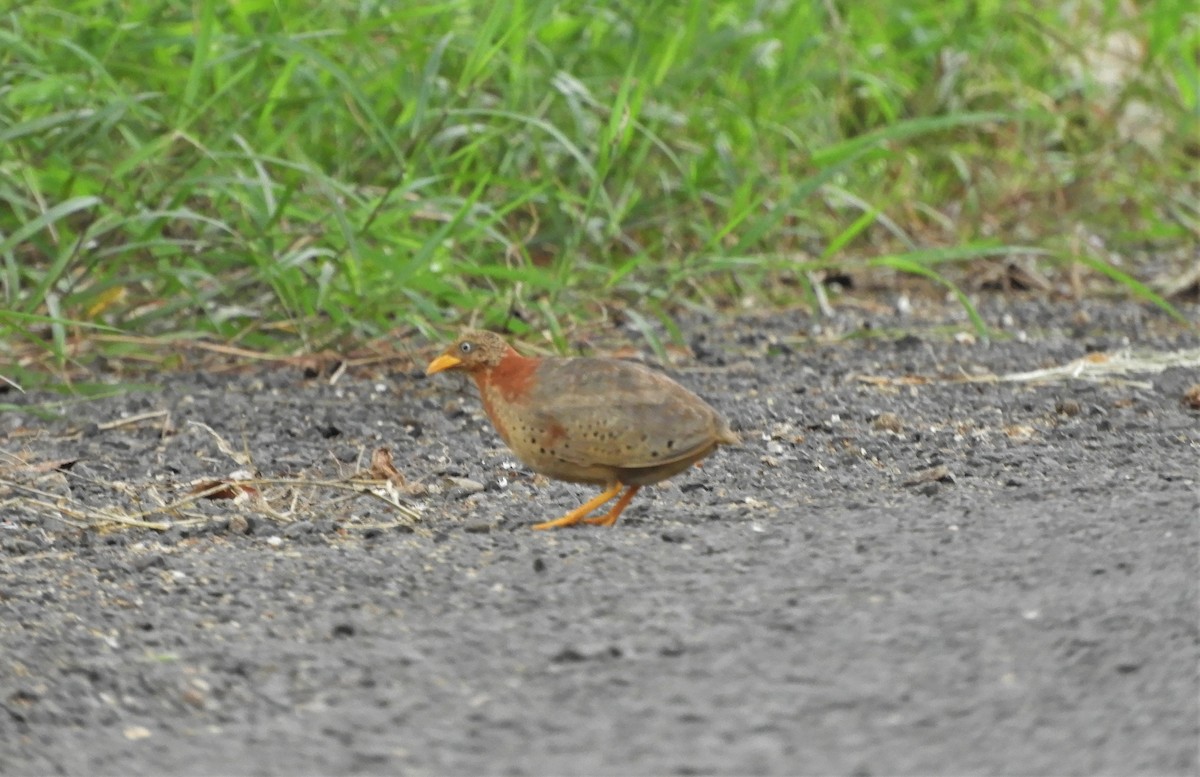 Yellow-legged Buttonquail - ML363839251