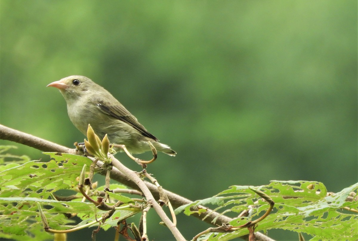 Pale-billed Flowerpecker - ML363840621