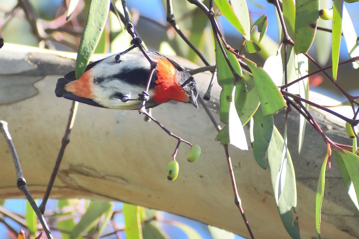 Mistletoebird - ML363841261