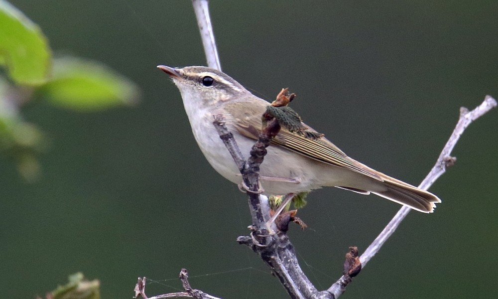 Sakhalin Leaf Warbler - Pavel Parkhaev