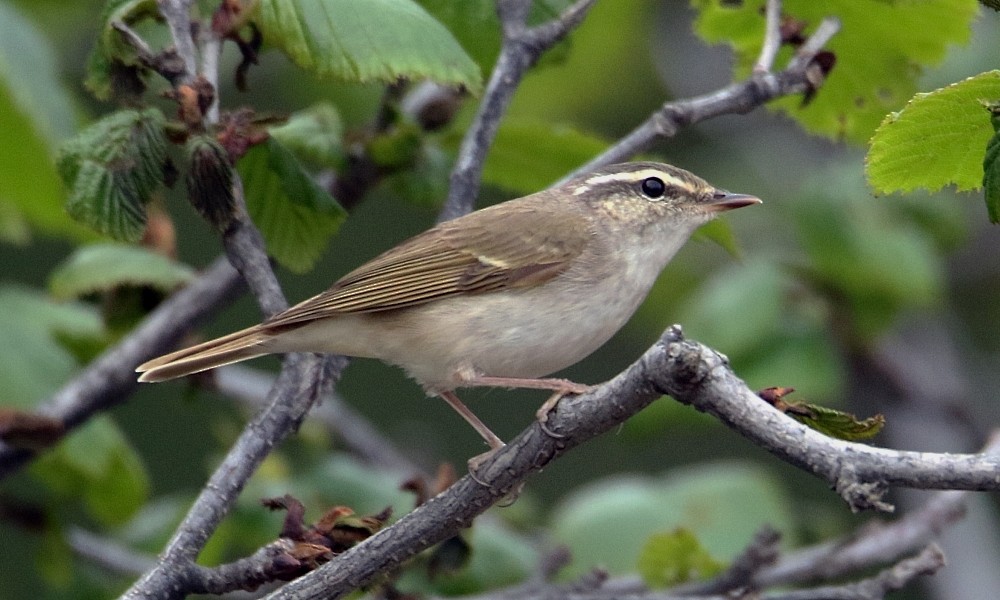 Sakhalin Leaf Warbler - Pavel Parkhaev