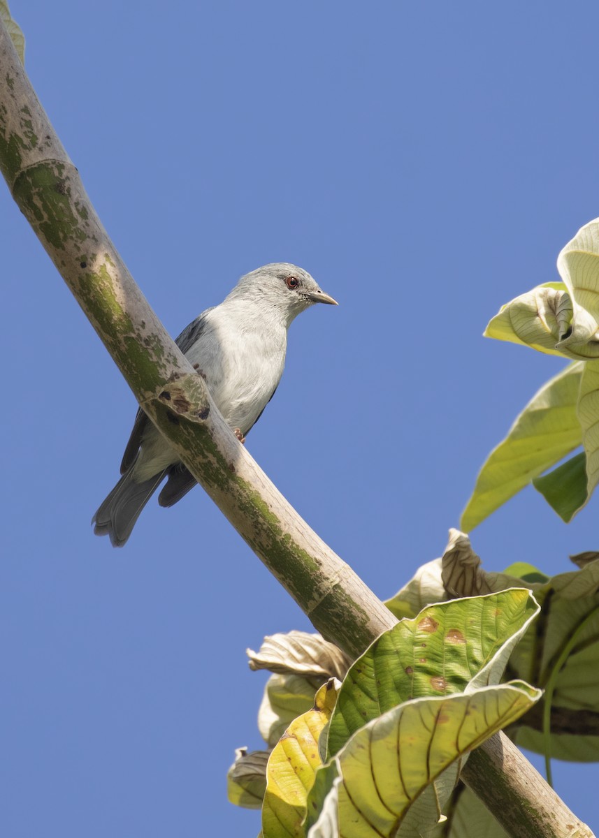 Pearly-breasted Conebill - ML363845171