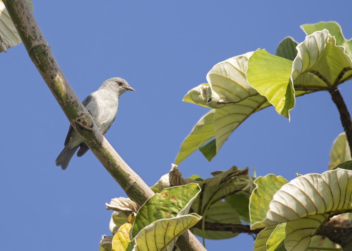 Pearly-breasted Conebill - ML363845181