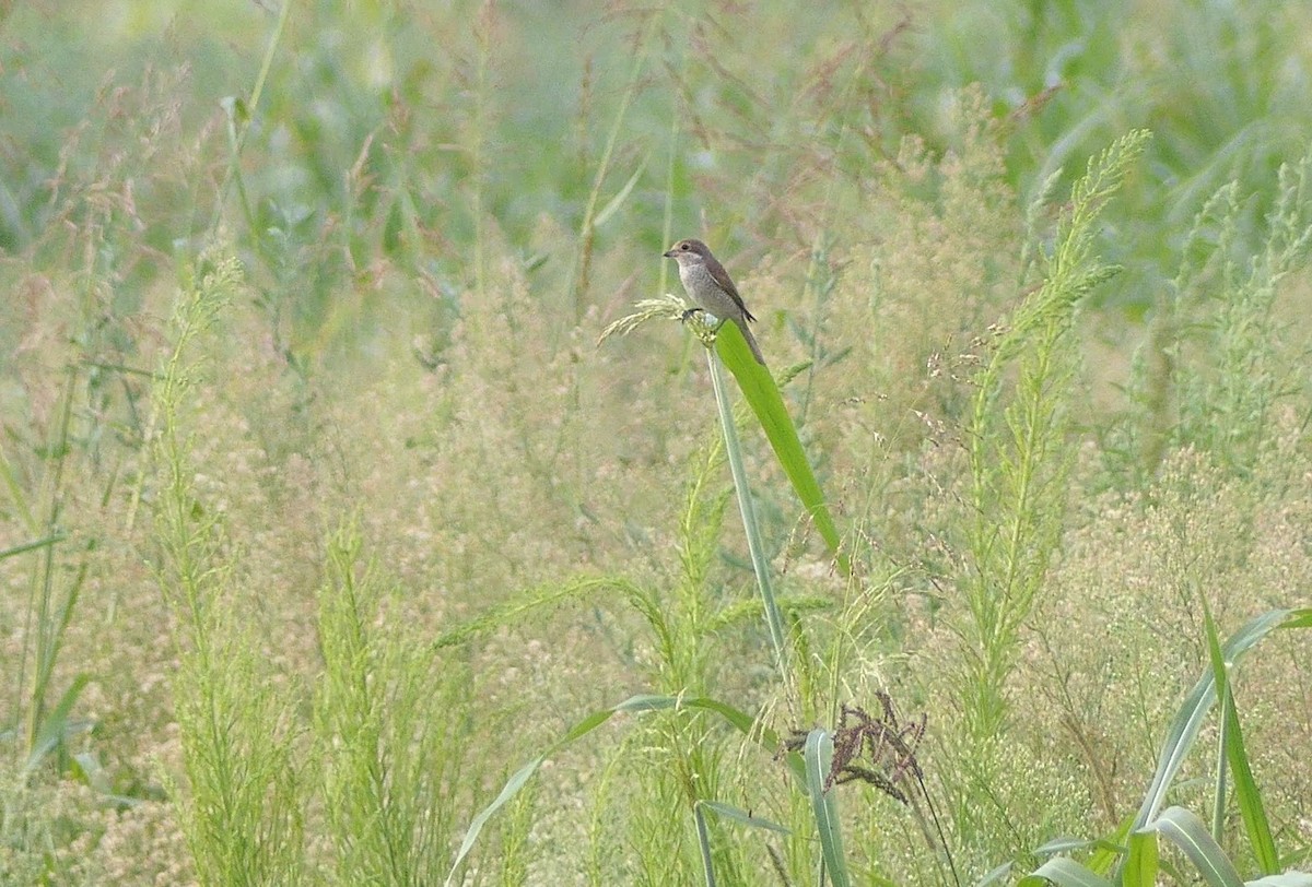 Red-backed Shrike - Lorenzo Cocco