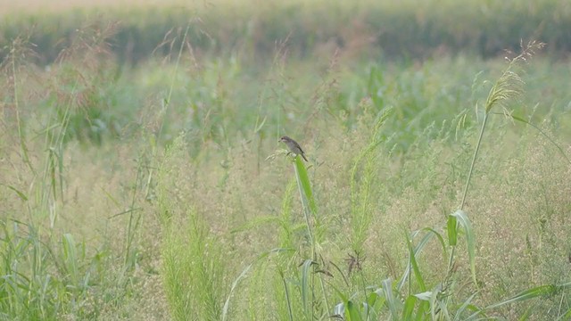 Red-backed Shrike - ML363846551