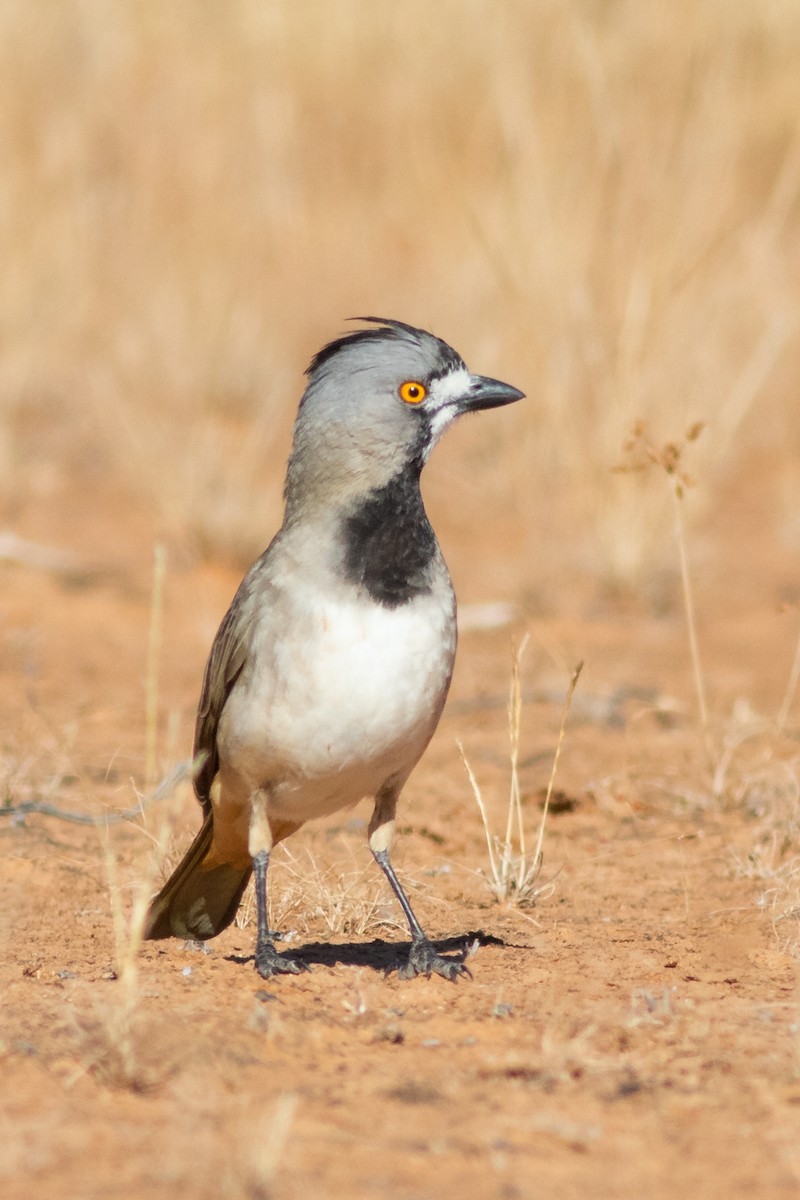 Crested Bellbird - ML363847041