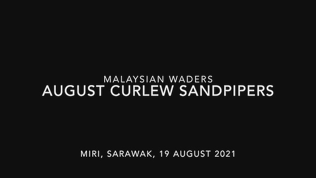 Curlew Sandpiper - ML363847151