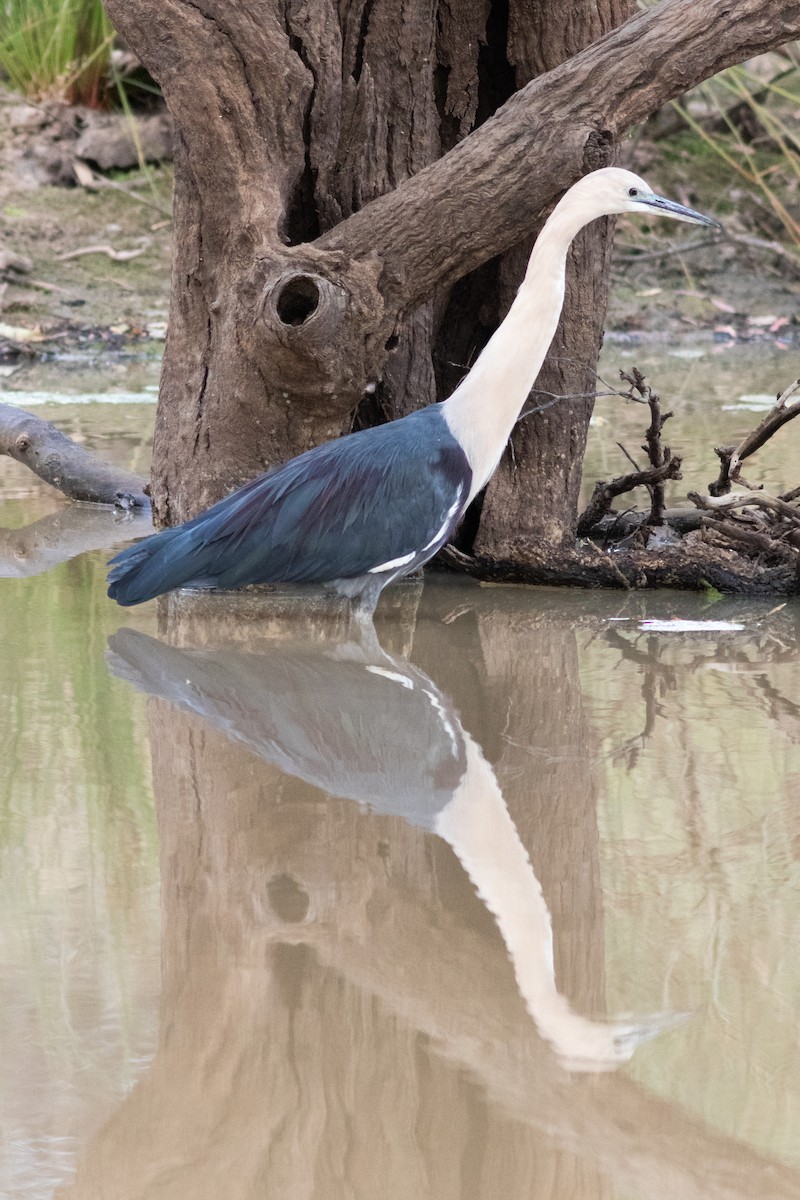 Garza Cuelliblanca - ML363847361