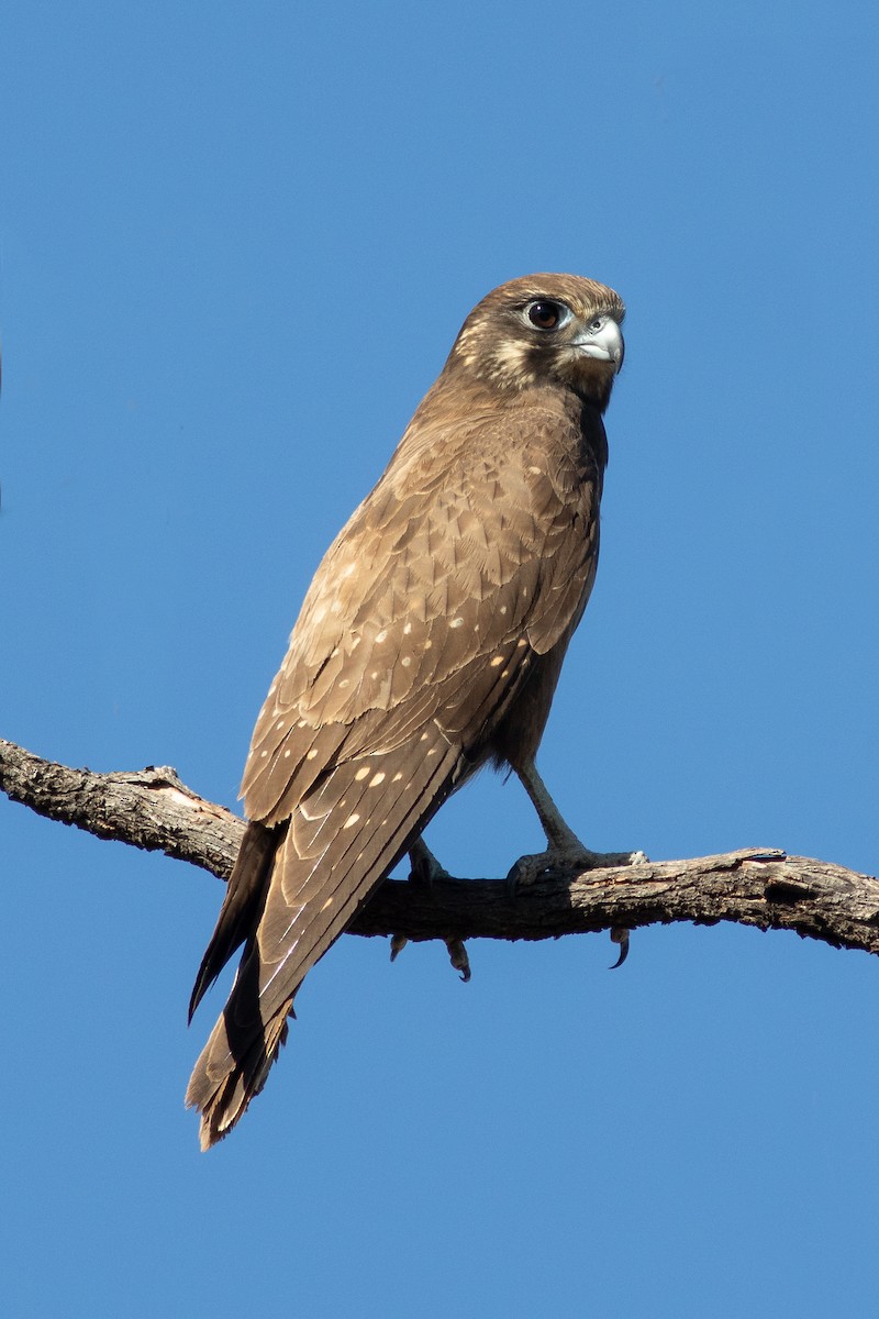 Brown Falcon - ML363847601