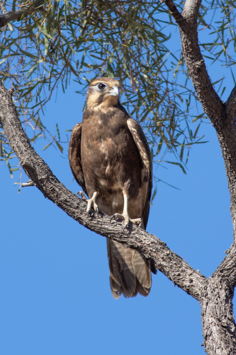 Brown Falcon - ML363847821