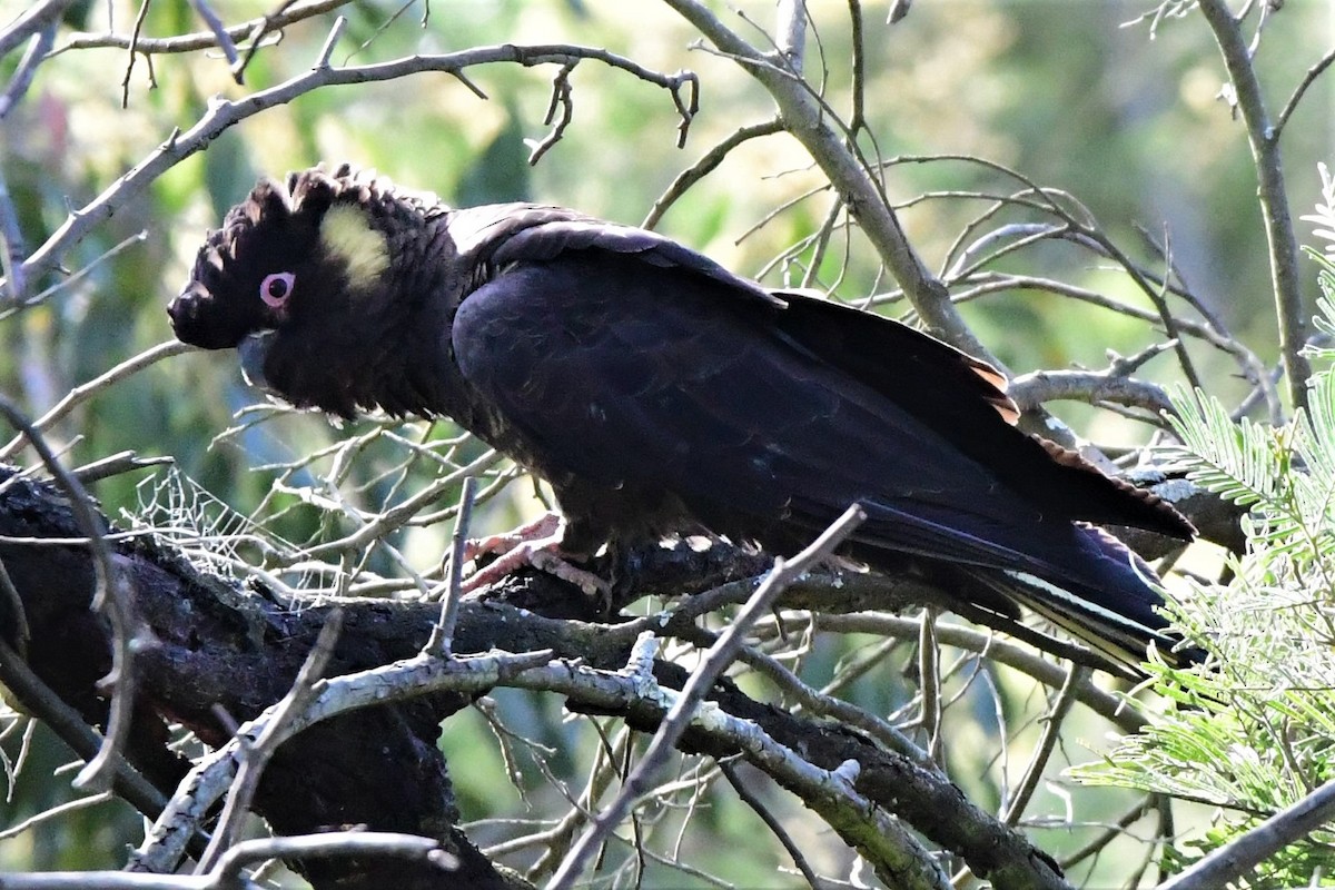Yellow-tailed Black-Cockatoo - ML363847851