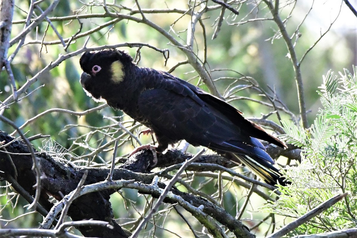 Yellow-tailed Black-Cockatoo - ML363847861