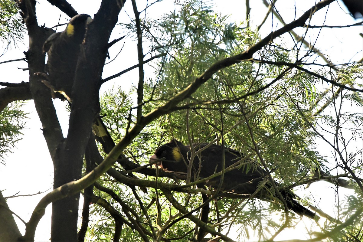 Yellow-tailed Black-Cockatoo - ML363847871