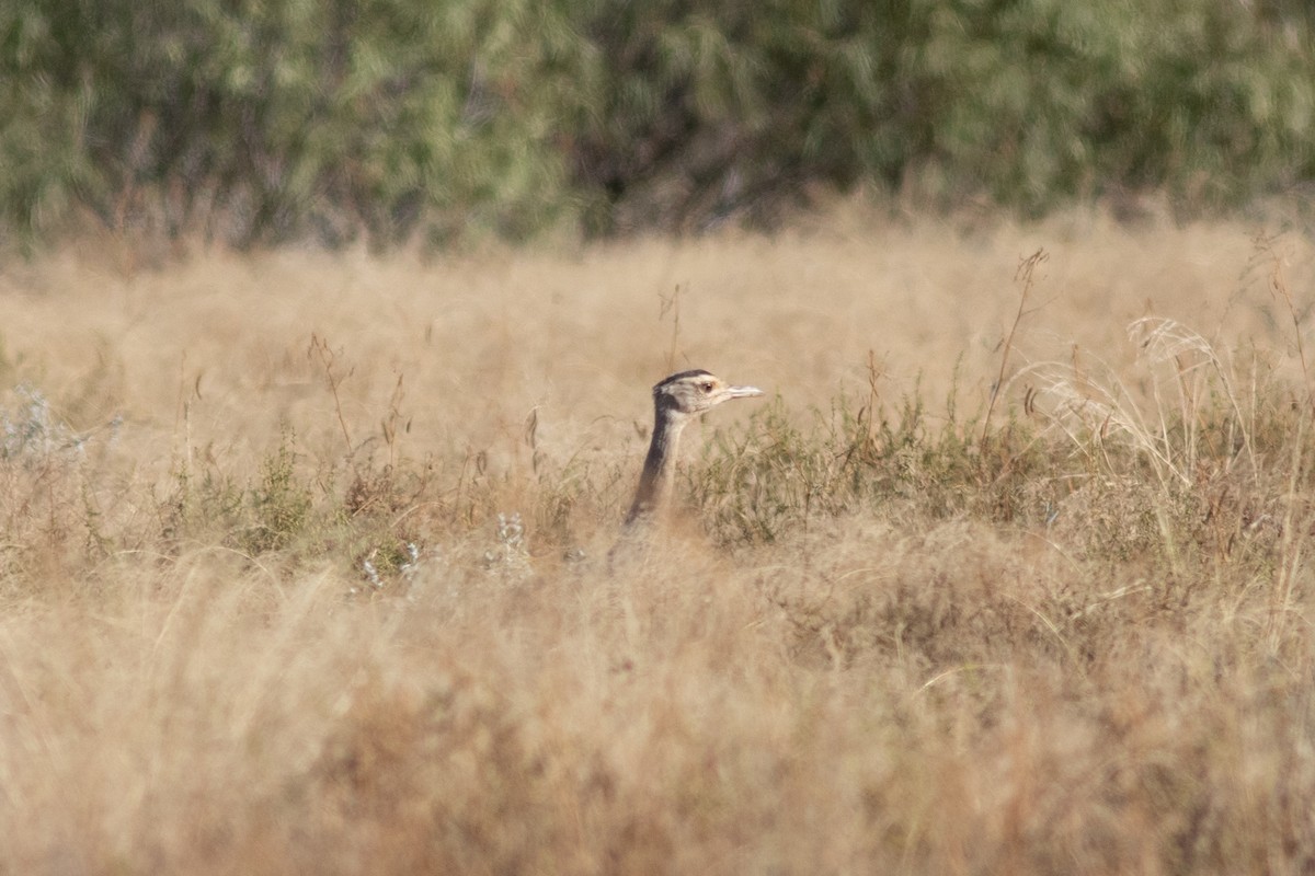 Australian Bustard - ML363848581