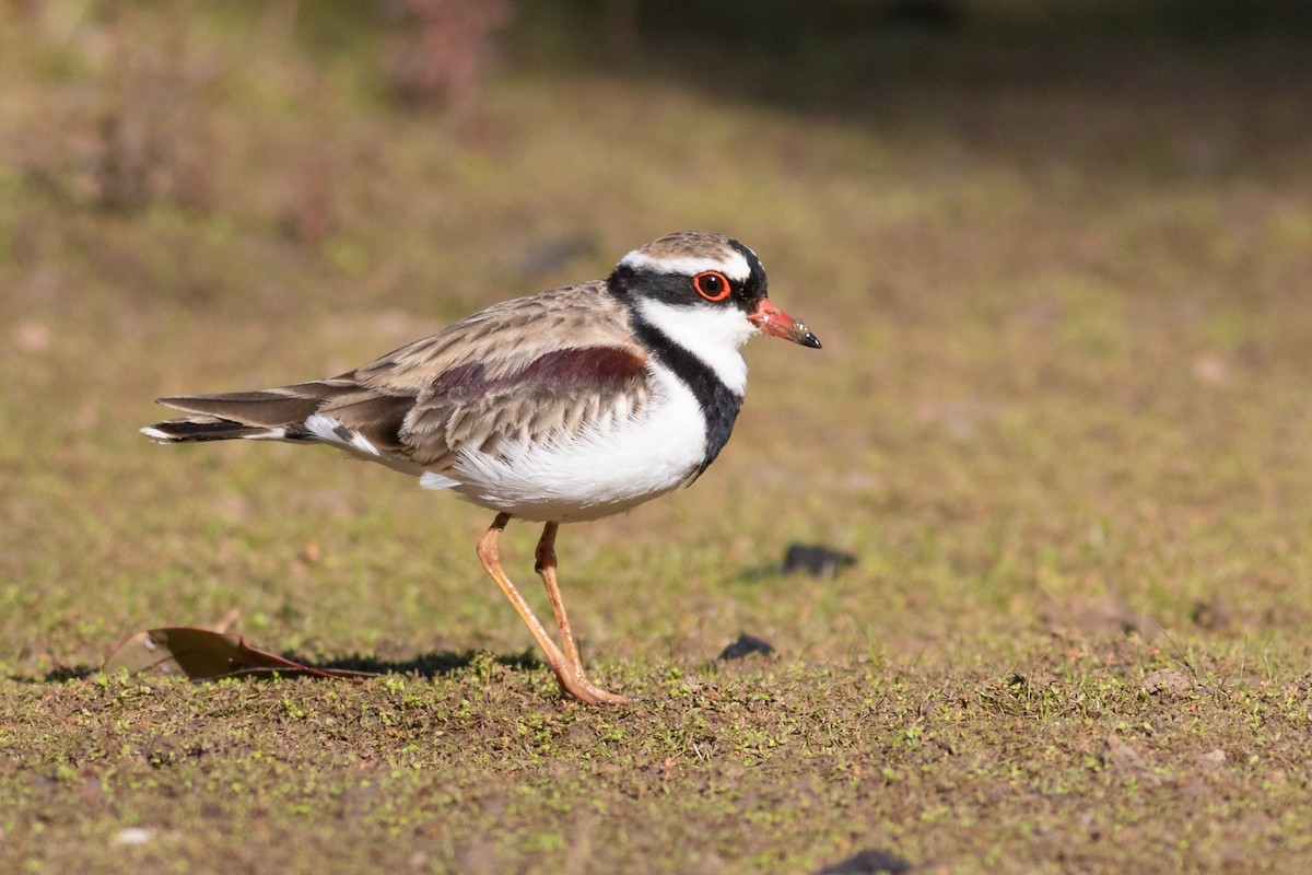 Black-fronted Dotterel - ML363848791