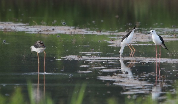 Black-winged Stilt - ML363849001