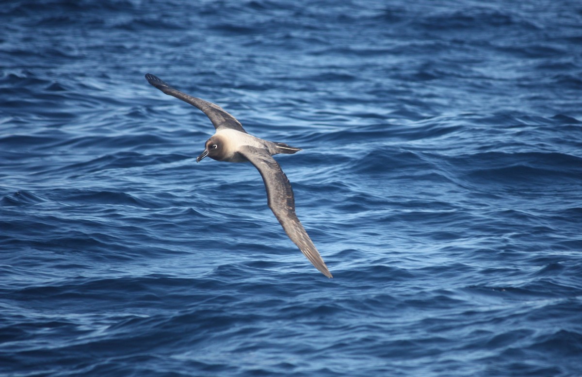 albatros světlehřbetý - ML363850051