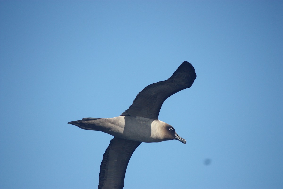 albatros světlehřbetý - ML363850061