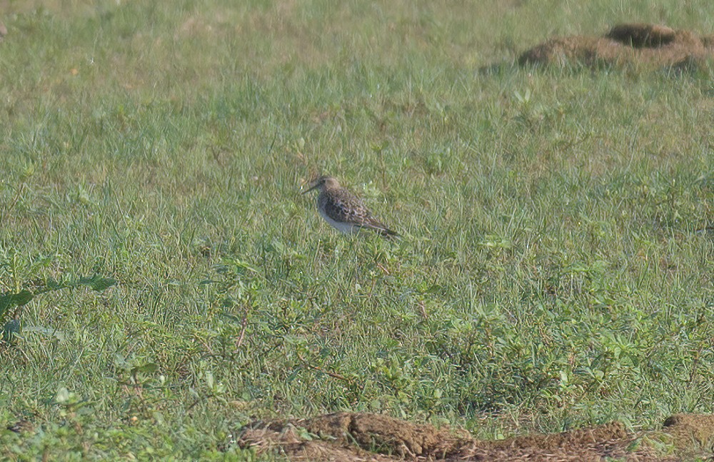 Baird's Sandpiper - ML363850111