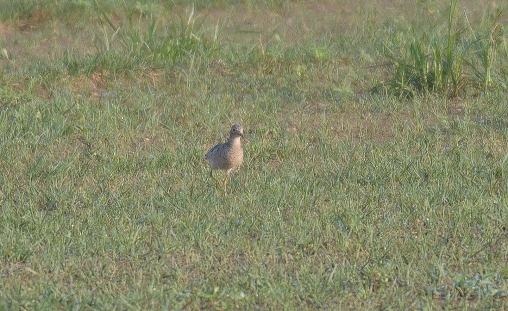 Buff-breasted Sandpiper - ML363850131