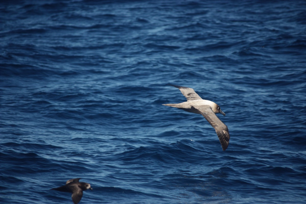 albatros světlehřbetý - ML363850191