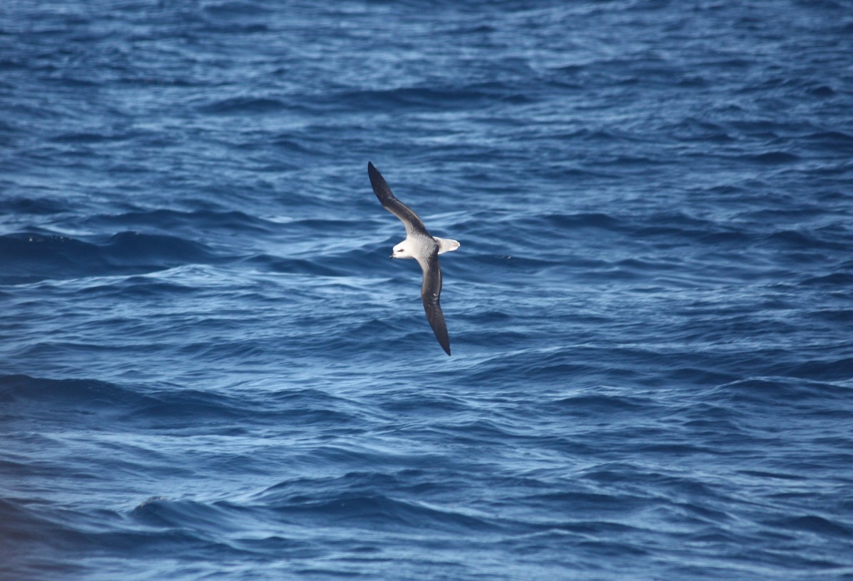 White-headed Petrel - Stuart Pickering