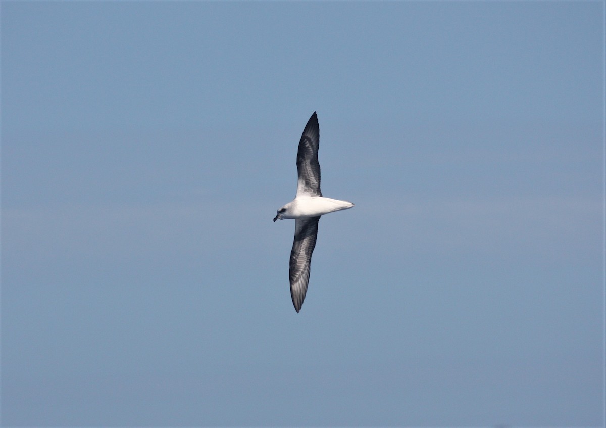 White-headed Petrel - Stuart Pickering