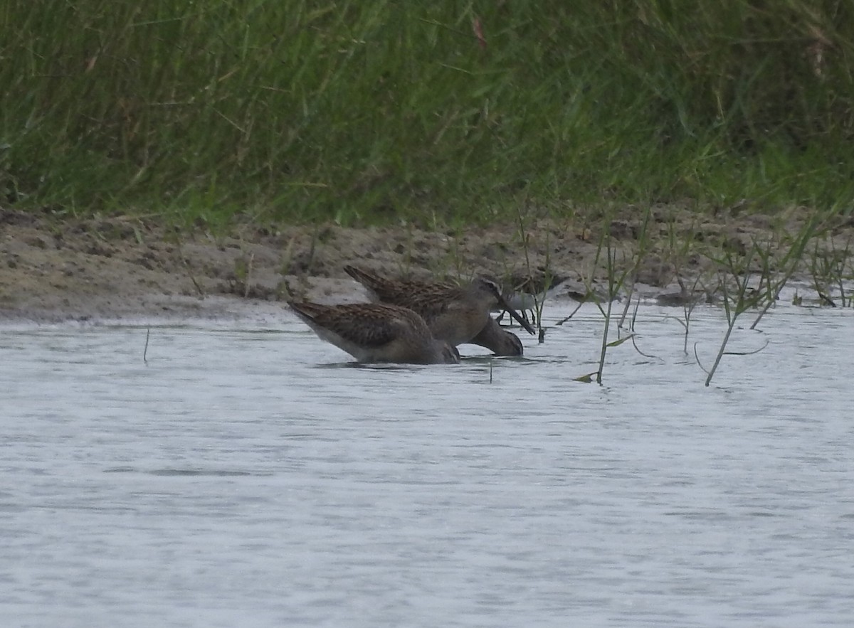 Неголь короткодзьобий - ML363852621