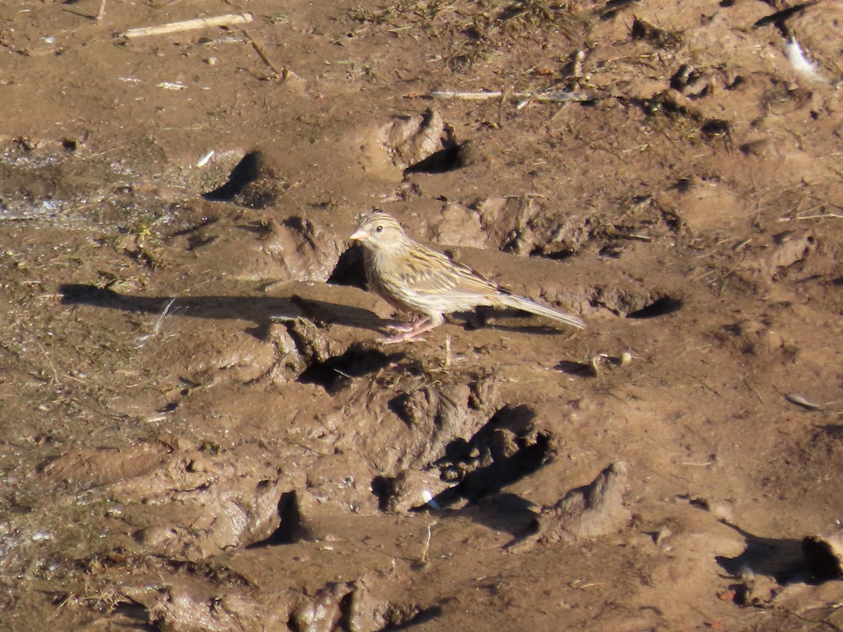 Brewer's Sparrow - ML363855501