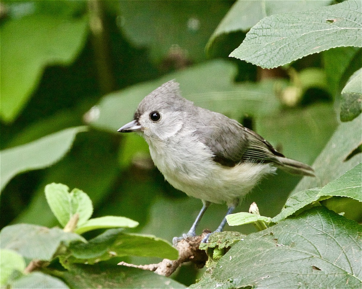 Tufted Titmouse - ML363855521