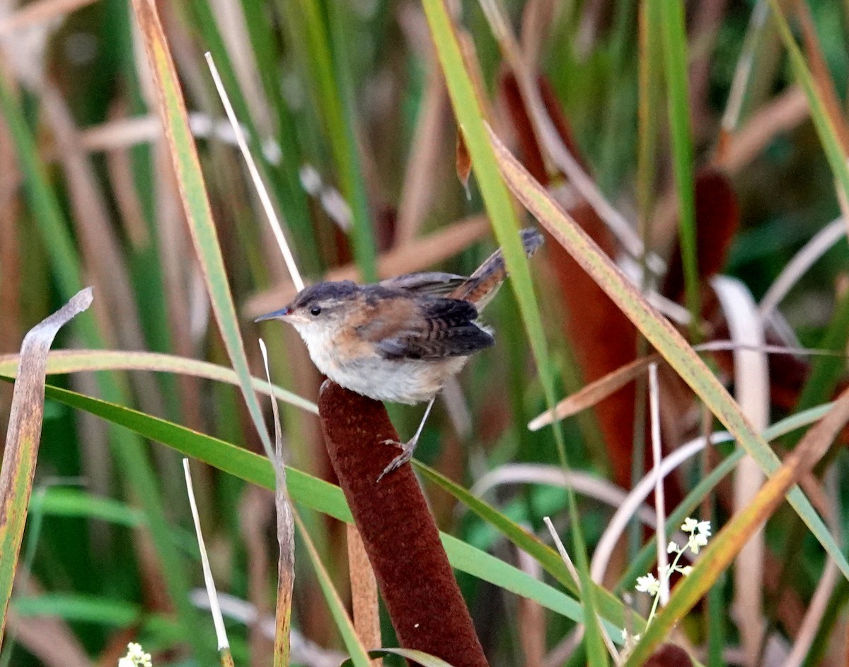 Marsh Wren - ML363855781