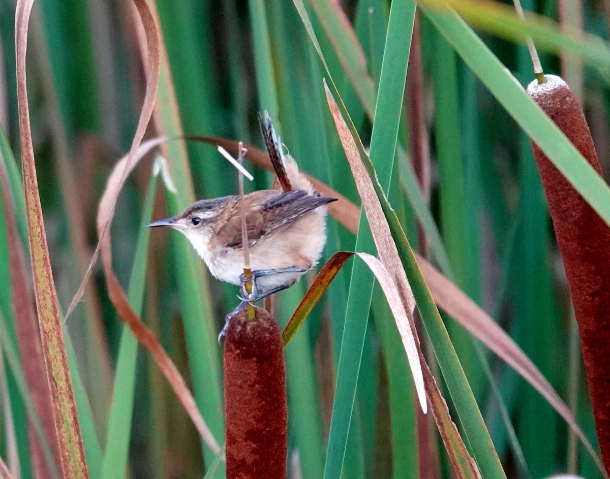 Marsh Wren - ML363855791