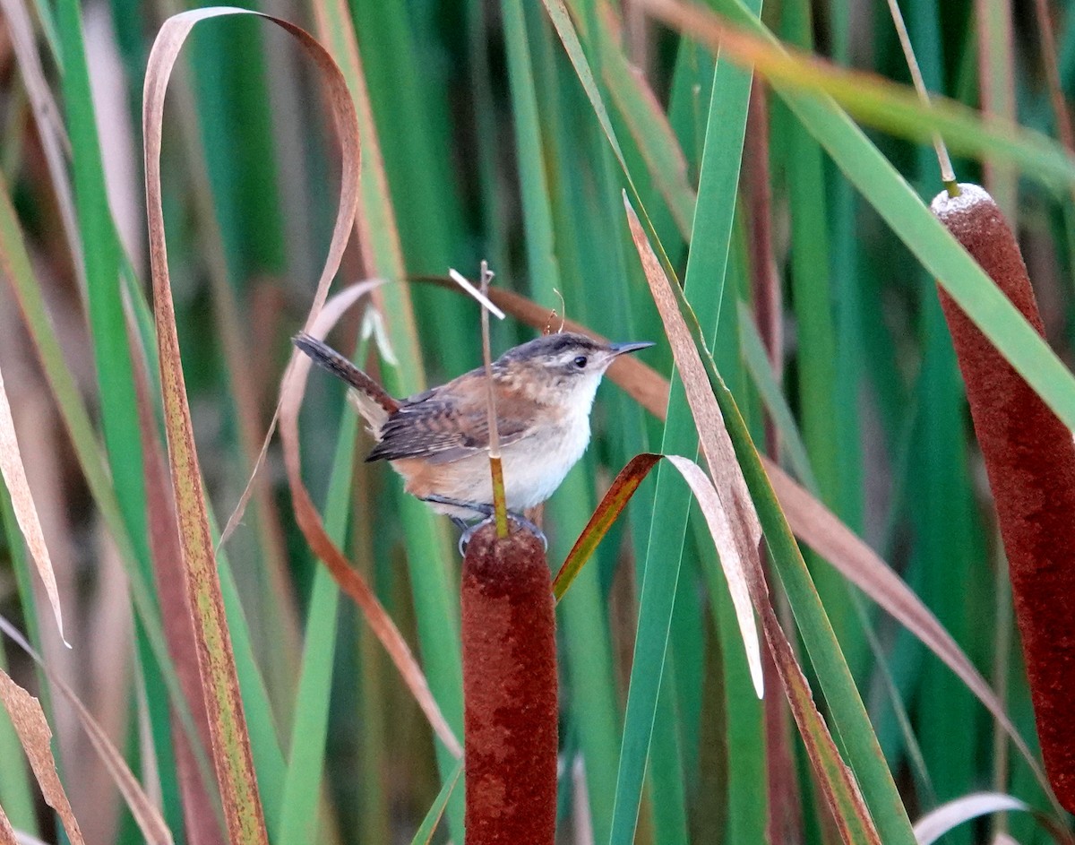 Marsh Wren - ML363855801