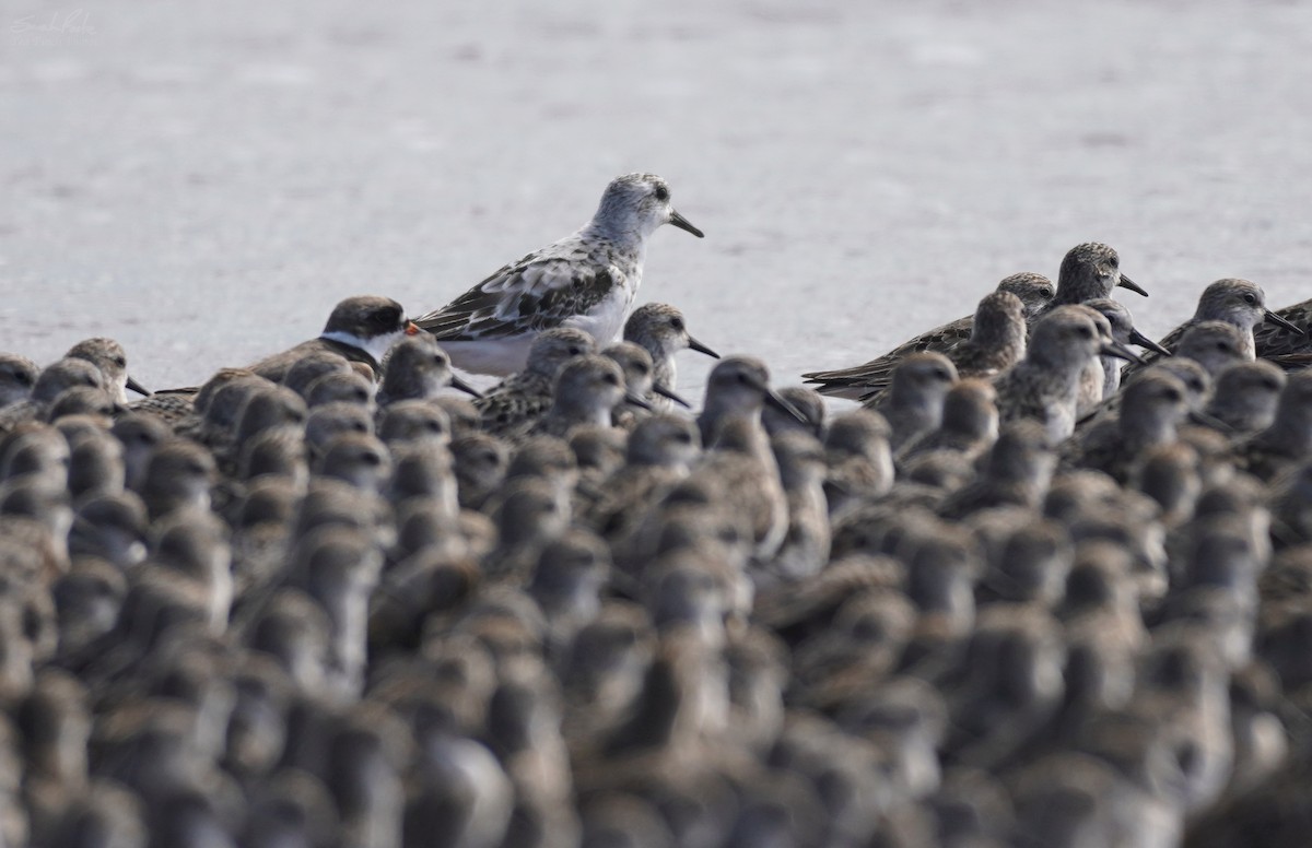 Sanderling - Sarah Foote