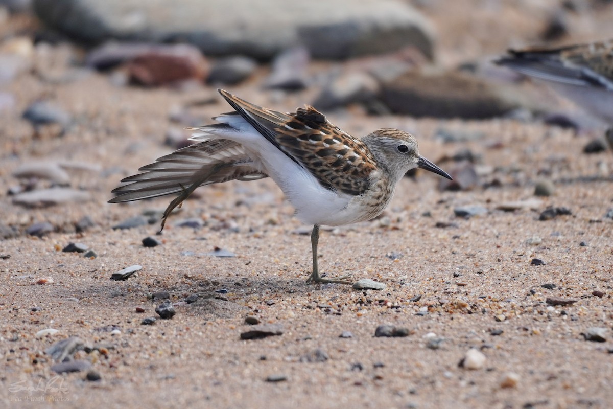 Least Sandpiper - Sarah Foote