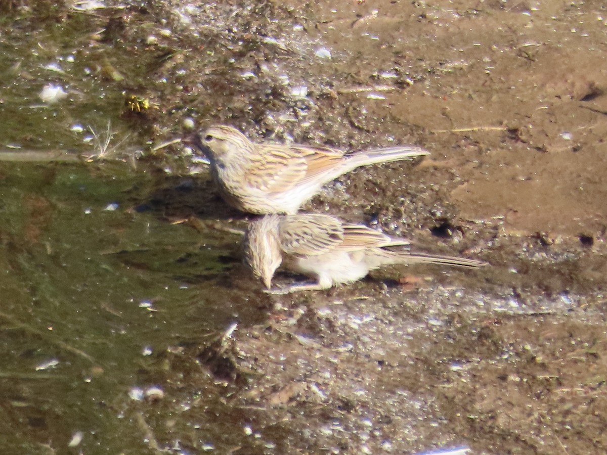 Brewer's Sparrow - ML363856701