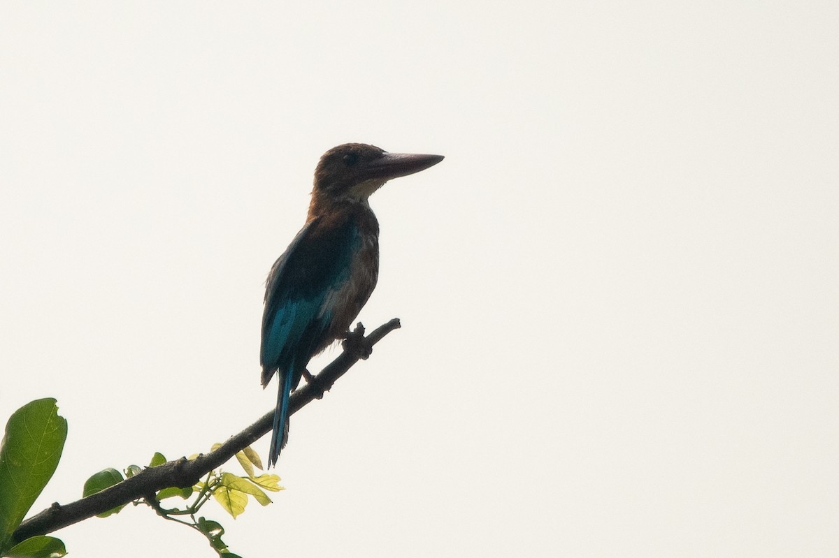 White-throated Kingfisher - ML363859411