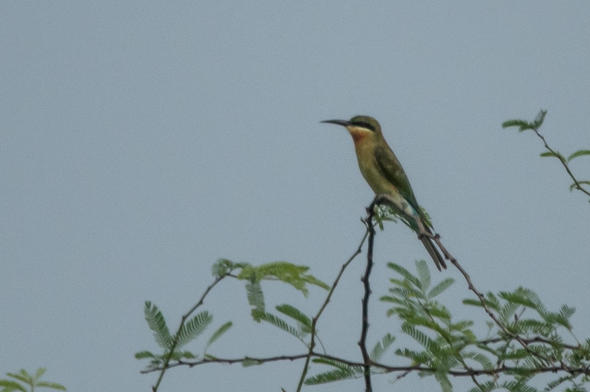 Blue-tailed Bee-eater - ML363859441
