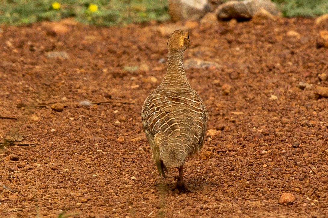 Gray Francolin - ML363859911